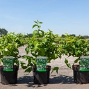 Rhodotypos scandens cont. 3,6L 30-40 cm +p