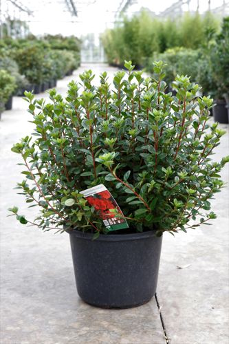 [P] Rhododendron (AJ) 'Stewartstonian' cont. 12L 60/+ cm +ф