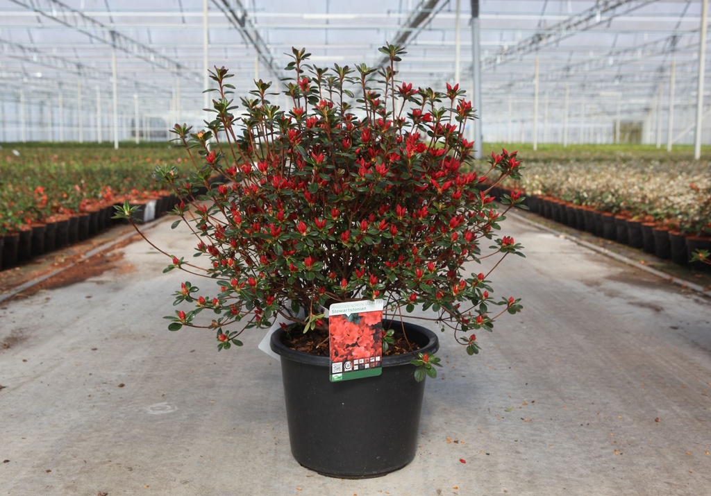 [P] Rhododendron (AJ) 'Stewartstonian' cont. 12L 60/+ cm +B
