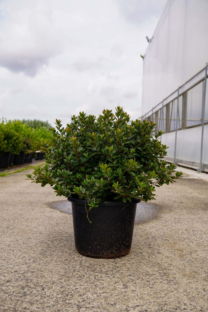 [P] Rhododendron (AJ) 'Stewartstonian' cont. 12L 60/+ cm +f