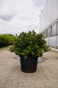 Rhododendron (AJ) 'Stewartstonian' конт. 12L 60/+ cm +ф