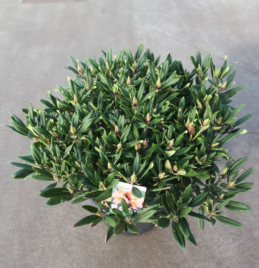 [P] Rhododendron 'Tortoiseshell Orange' cont. 18L 80/+ cm +B