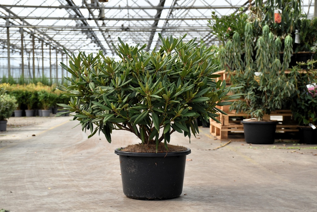 [P] Rhododendron 'Tortoiseshell Orange' cont. 18L 80/+ cm +p