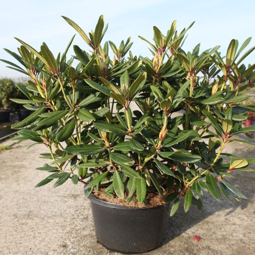 Rhododendron 'Tortoiseshell Orange' cont. 18L 80/+ cm +p