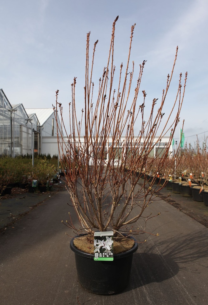 [P] Rhododendron (AK) viscosa cont. 18L 80-100 cm +B