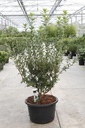 Rhododendron (AK) viscosa cont. 18L 80-100 cm +p