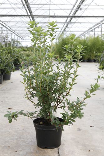 Rhododendron (AK) viscosa cont. 5L 40-50 cm +ф