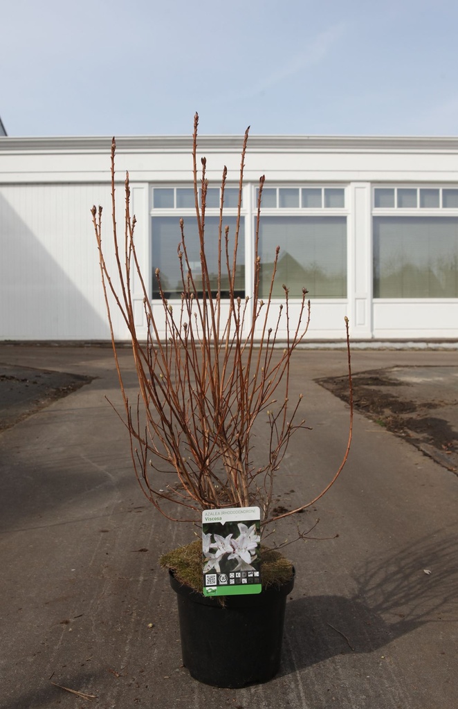 [P] Rhododendron (AK) viscosa cont. 5L 40-50 cm +B