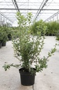 Rhododendron (AK) viscosa cont. 5L 40-50 cm +p