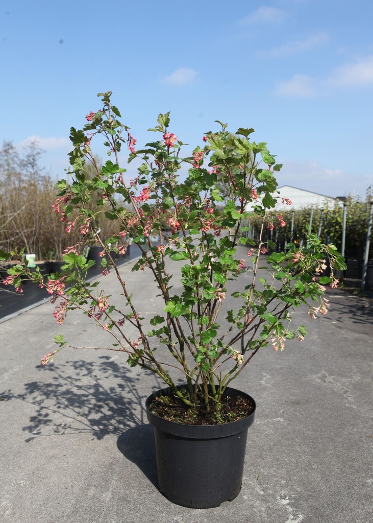 Ribes gordonianum cont. 10L 60-80 cm +ф