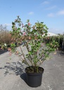 Ribes gordonianum cont. 10L 60-80 cm +ф
