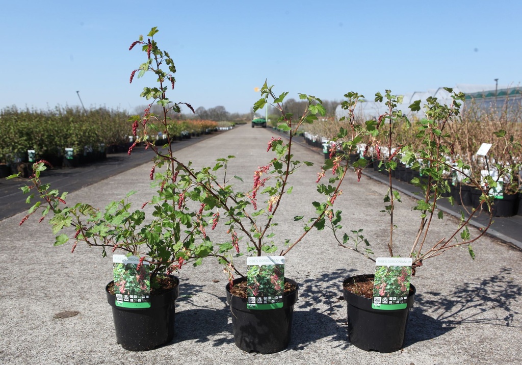 Ribes gordonianum cont. 3,6L 40-50 cm +ф