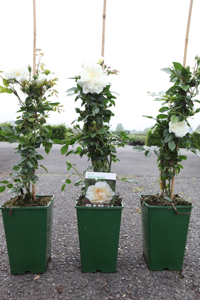 Rosa 'Albéric Barbier' cont. 4L hoch 80-100 cm +B