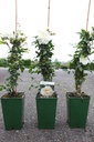Rosa 'Albéric Barbier' cont. 4L hoog 80-100 cm +p