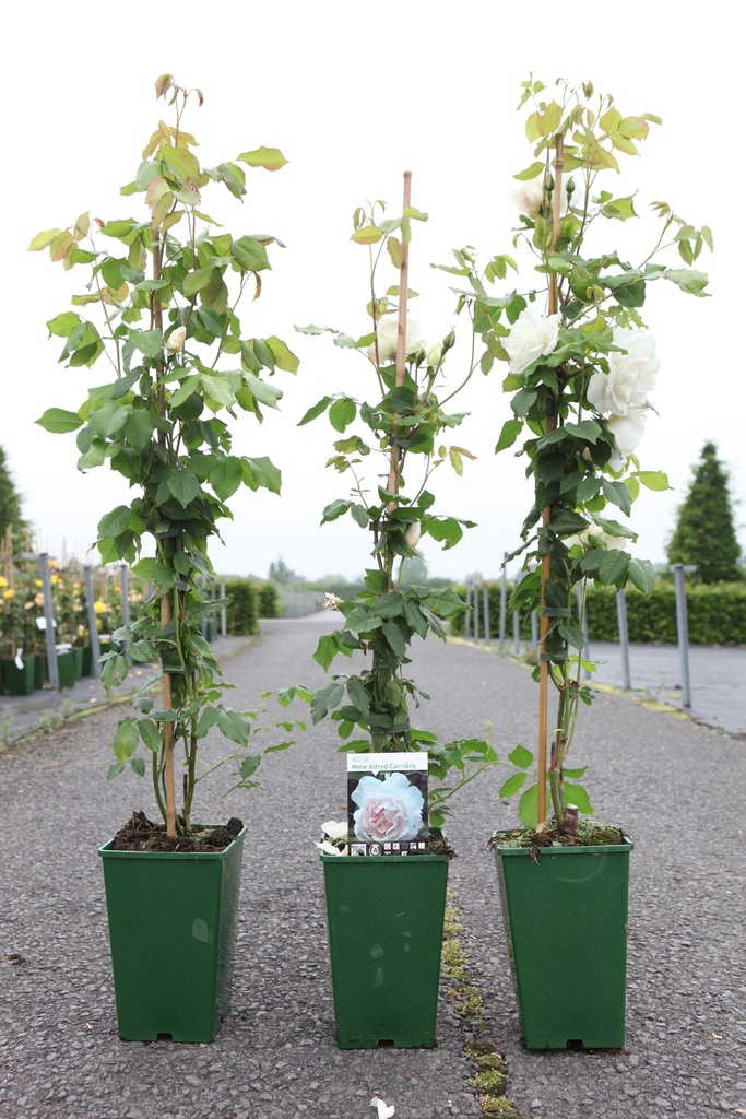Rosa 'Mme Alfred Carrière' cont. 4L hoog 80-100 cm +f
