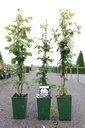 Rosa 'Mme Alfred Carrière' cont. 4L high 80-100 cm +ф