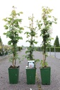 Rosa 'Mme Alfred Carrière' cont. 4L hoog 80-100 cm +p