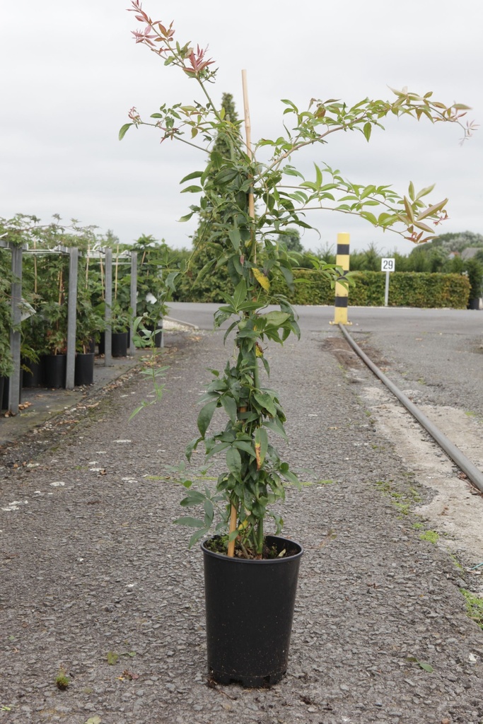 Rosa banksiae 'Alba Plena' cont. 10L 175-200 cm