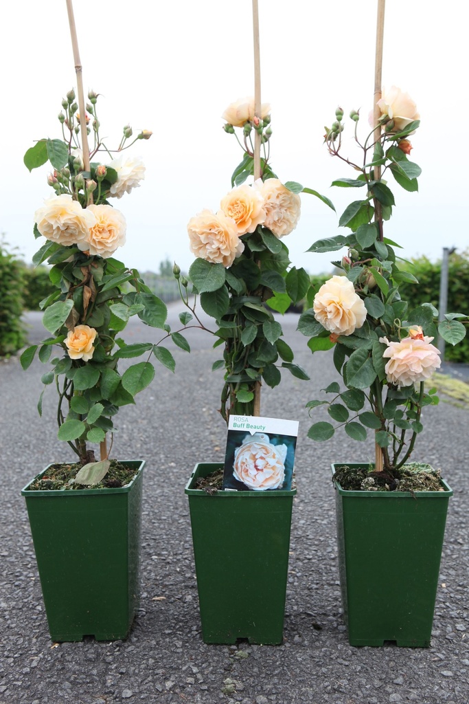 Rosa 'Buff Beauty' cont. 4L haut 80-100 cm +p