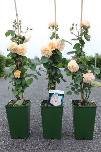 [P] Rosa 'Buff Beauty' cont. 4L hoog 80-100 cm +p