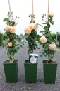 Rosa 'Buff Beauty' cont. 4L high 80-100 cm +ф