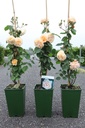 Rosa 'Buff Beauty' cont. 4L high 80-100 cm +ф