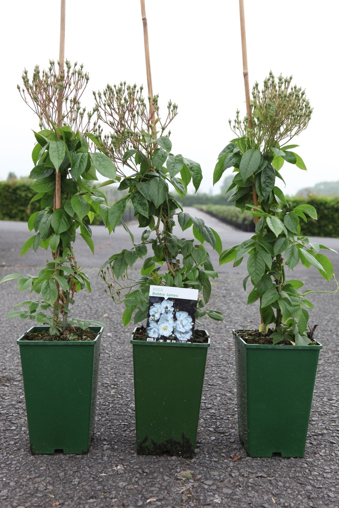 Rosa 'Bobbie James' cont. 4L hoog 80-100 cm +f