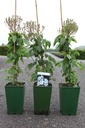 Rosa 'Bobbie James' cont. 4L hoog 80-100 cm +f