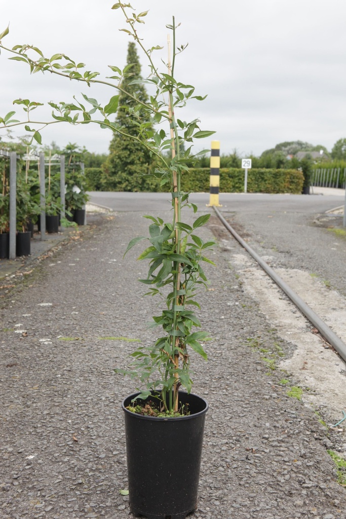 Rosa banksiae 'Lutea' cont. 10L 175-200 cm