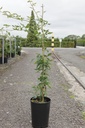 Rosa banksiae 'Lutea' cont. 10L 175-200 cm
