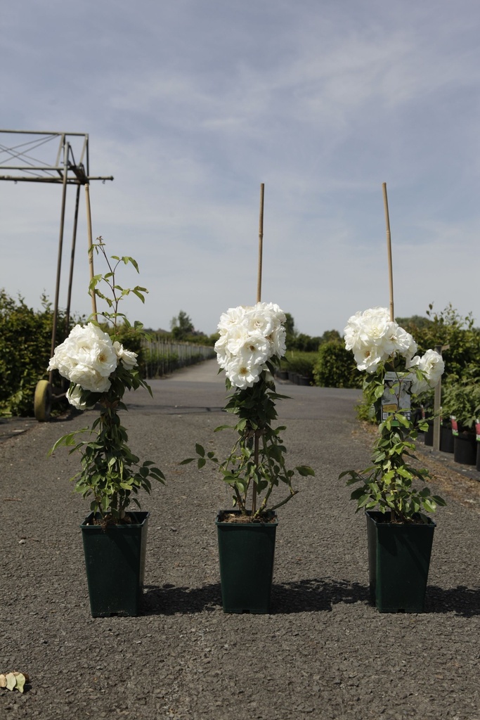Rosa 'Climbing Schneewittchen®' cont. 4L hoog 80-100 cm +f