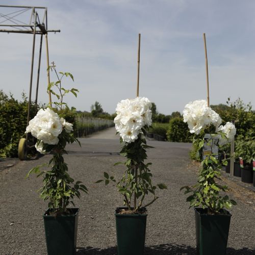 Rosa 'Climbing Schneewittchen®' cont. 4L hoog 80-100 cm +p