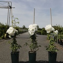 Rosa 'Climbing Schneewittchen®' cont. 4L hoch 80-100 cm +B