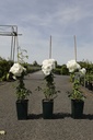 Rosa 'Climbing Schneewittchen®' cont. 4L hoch 80-100 cm +B