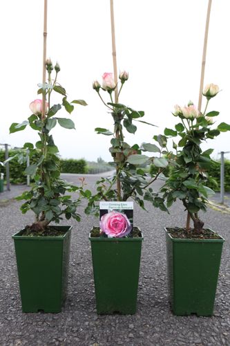 [P] Rosa 'Eden Rose® '88' cont. 4L haut 60-80 cm +p