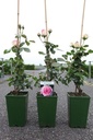 Rosa 'Eden Rose® '88' cont. 4L high 60-80 cm +ф