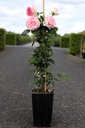 Rosa 'Eden Rose® '88' cont. 4L hoog 60-80 cm +p