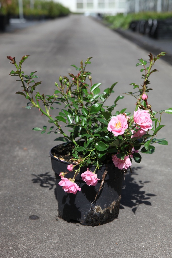 Rosa 'The Fairy' cont. 1,5L