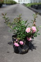 Rosa 'The Fairy' cont. 1,5L