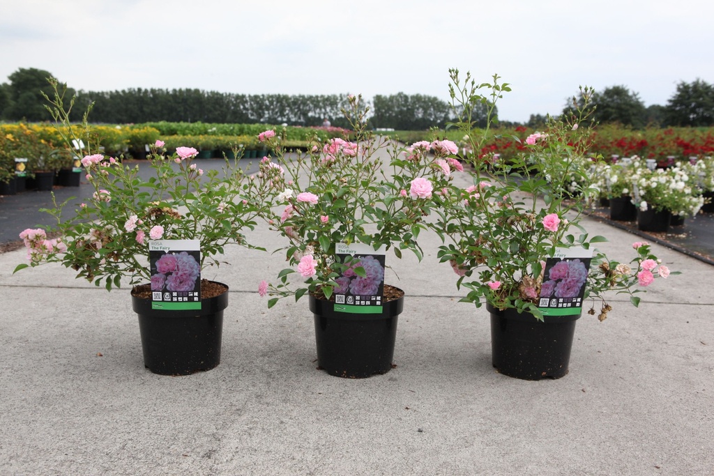 Rosa 'The Fairy' cont. 3,6L +ф