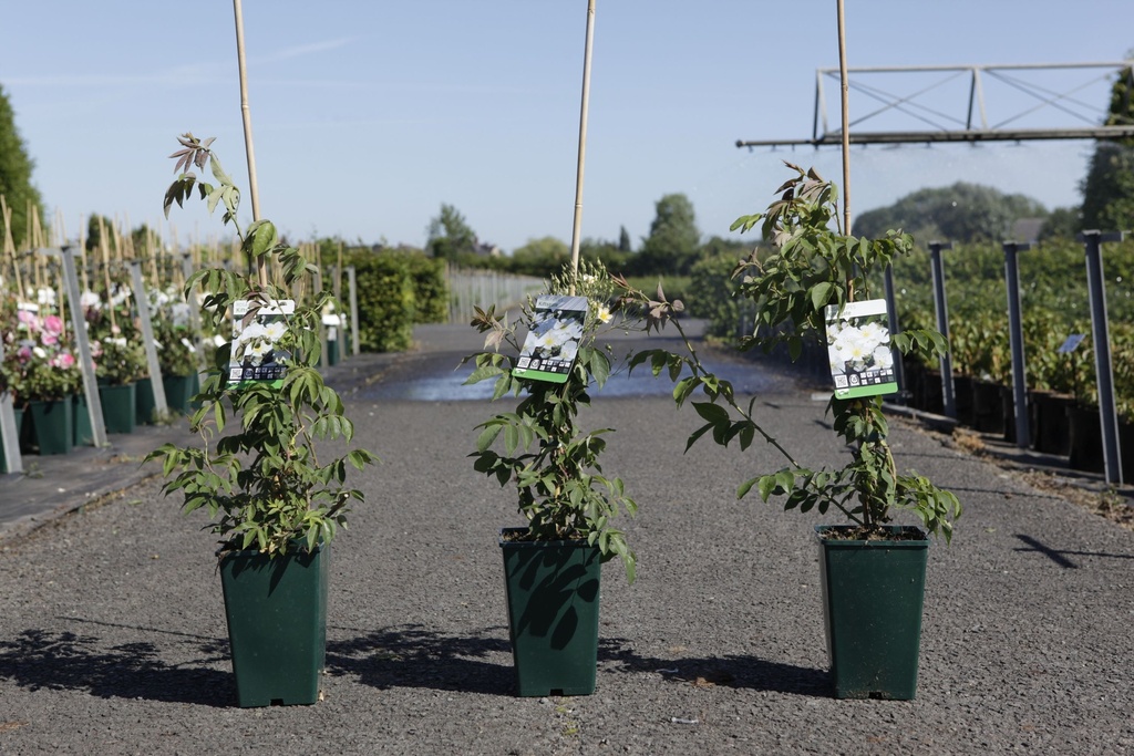 Rosa filipes 'Kiftsgate' cont. 4L hoog 80-100 cm +f