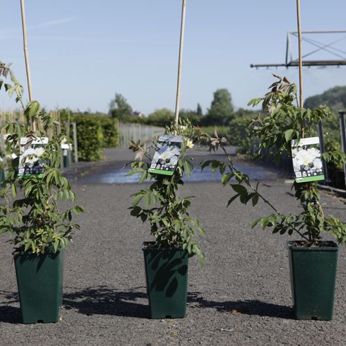 Rosa filipes 'Kiftsgate' cont. 4L hoog 80-100 cm +p
