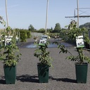Rosa filipes 'Kiftsgate' cont. 4L high 80-100 cm +ф