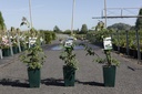 Rosa filipes 'Kiftsgate' cont. 4L hoog 80-100 cm +f