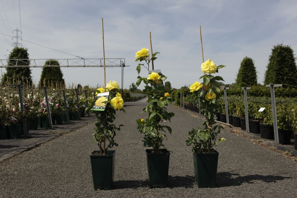 Rosa 'Friesia®' cont. 4L high 80-100 cm +ф