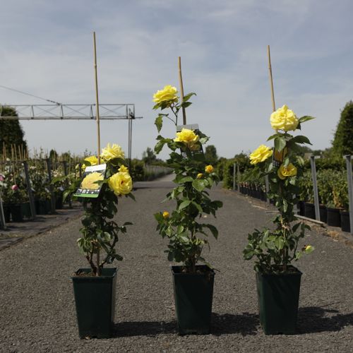 [P] Rosa 'Friesia®' cont. 4L hoog 80-100 cm +p