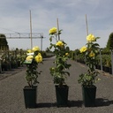 Rosa 'Friesia®' cont. 4L haut 80-100 cm +p