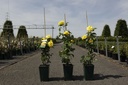 Rosa 'Friesia®' cont. 4L hoog 80-100 cm +p