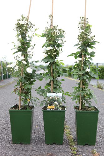 [P] Rosa 'Guirlande d'Amour®' cont. 4L haut 80-100 cm +p