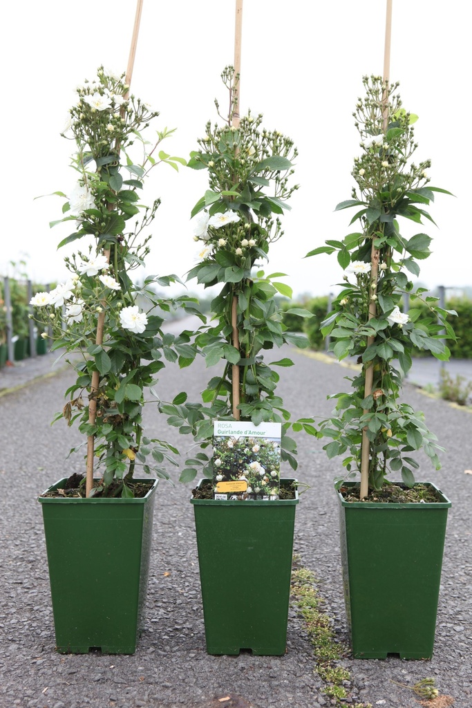 Rosa 'Guirlande d'Amour®' cont. 4L haut 80-100 cm +p